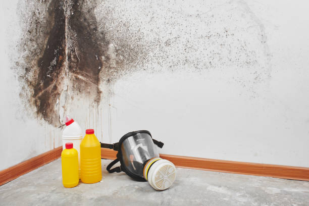  Culver City, CA Mold Removal Pros