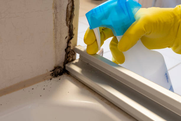 Best Mold Testing  in Culver City, CA