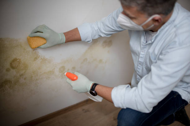 Best Same-Day Mold Removal  in Culver City, CA