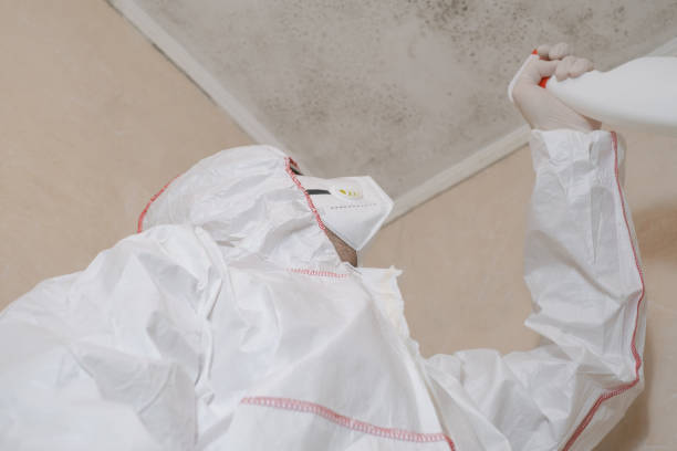 Professional Mold Removal in Culver City, CA