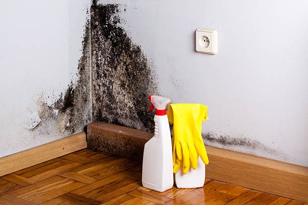 Best Black Mold Removal  in Culver City, CA
