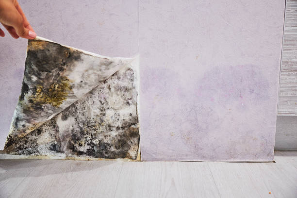 Best Emergency Mold Removal  in Culver City, CA